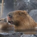 i capibara del bioparco di nagasaki