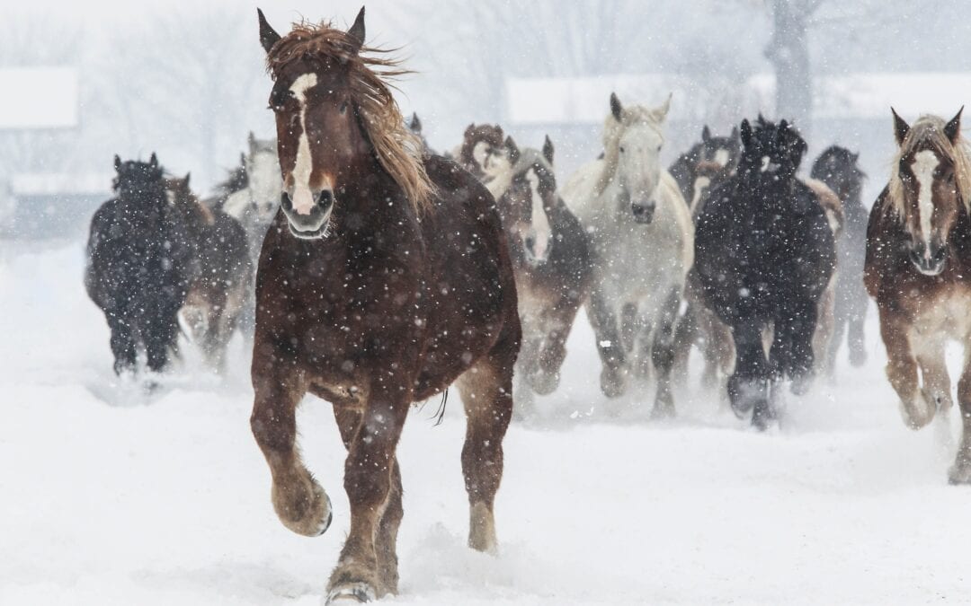 Hokkaido Cavalli