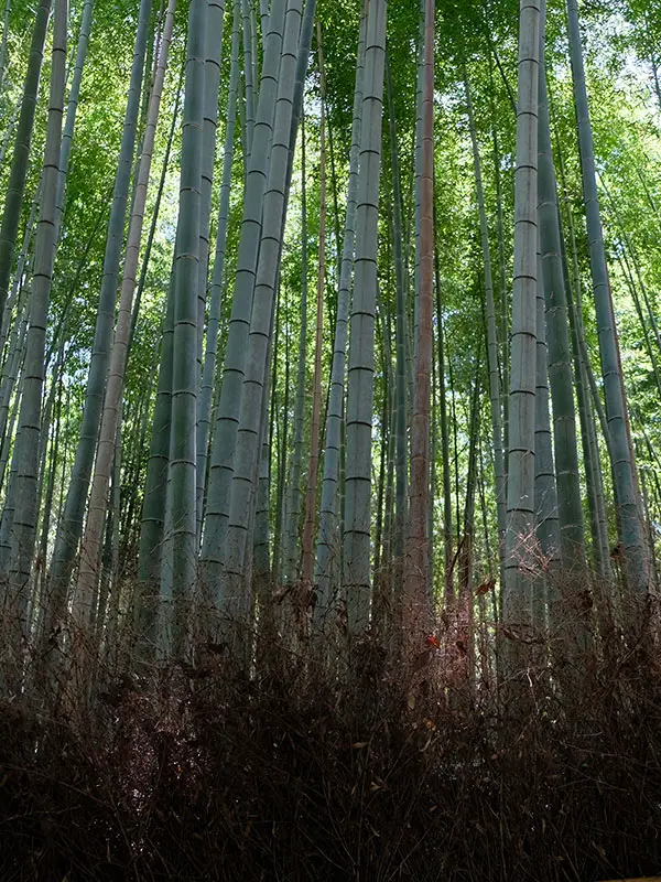Arashiyama foresta bamboo