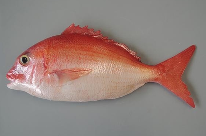 pesce rosso in giappone