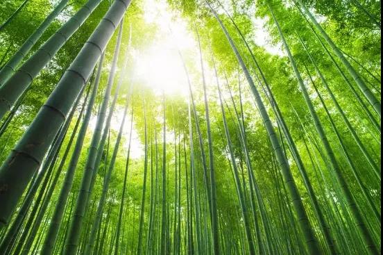 Bambù Bamboo portafortuna