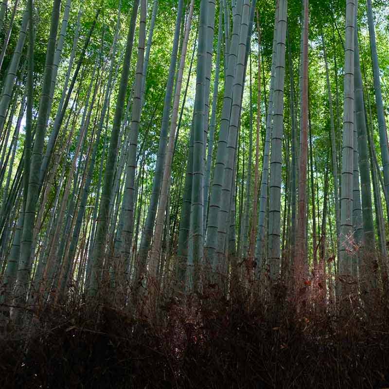 La foresta di bambù di Arashiyama e i suoi dintorni