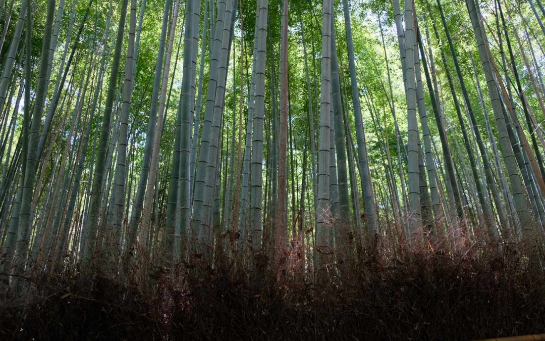 Foresta di bambù di Arashiyama